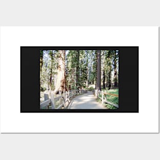 Yosemite Pathway Posters and Art
